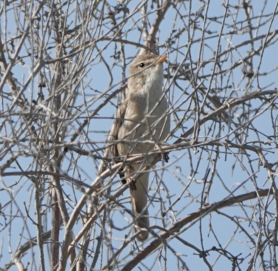 Sykes's Warbler - Martin Pitt