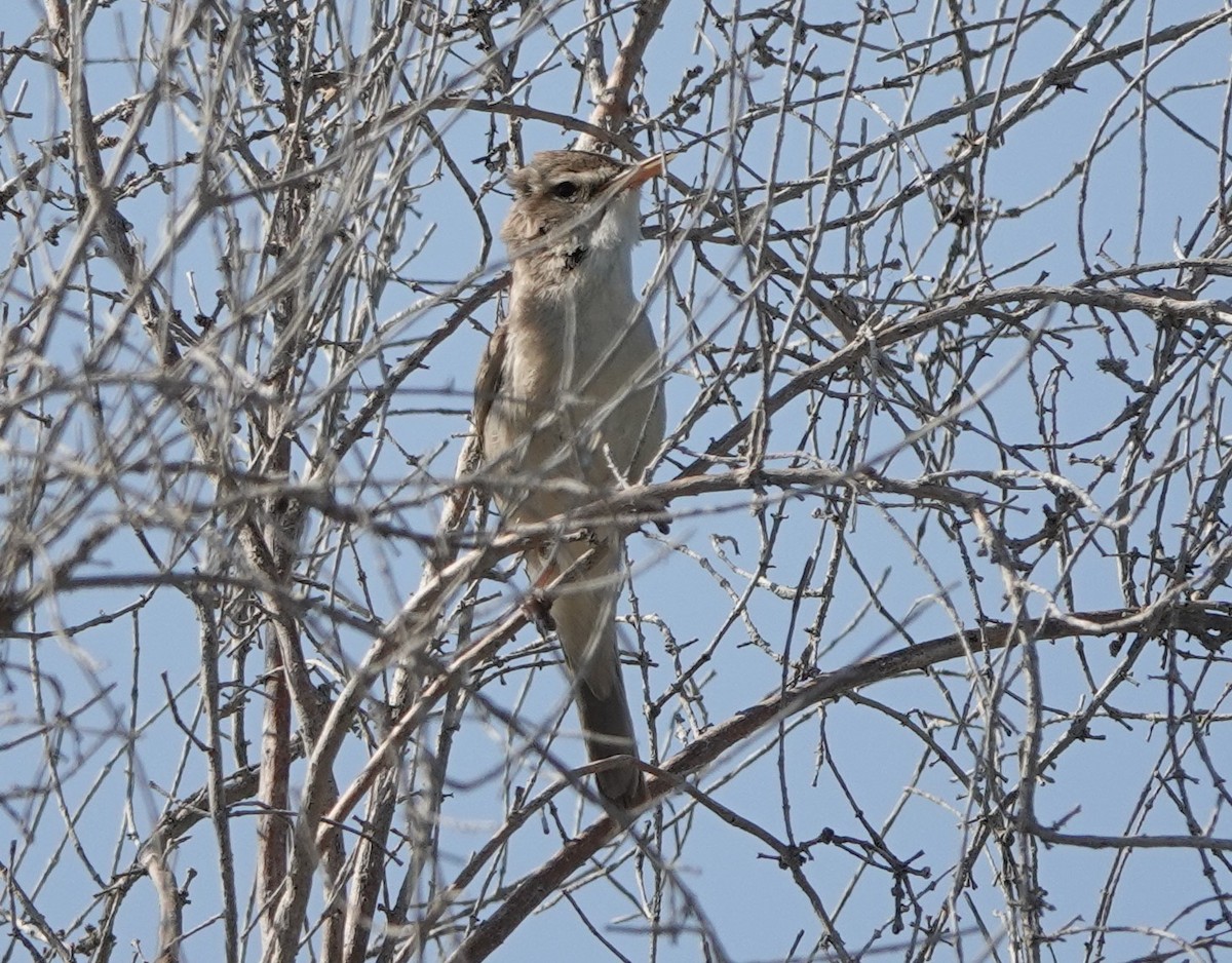 Sykes's Warbler - Martin Pitt