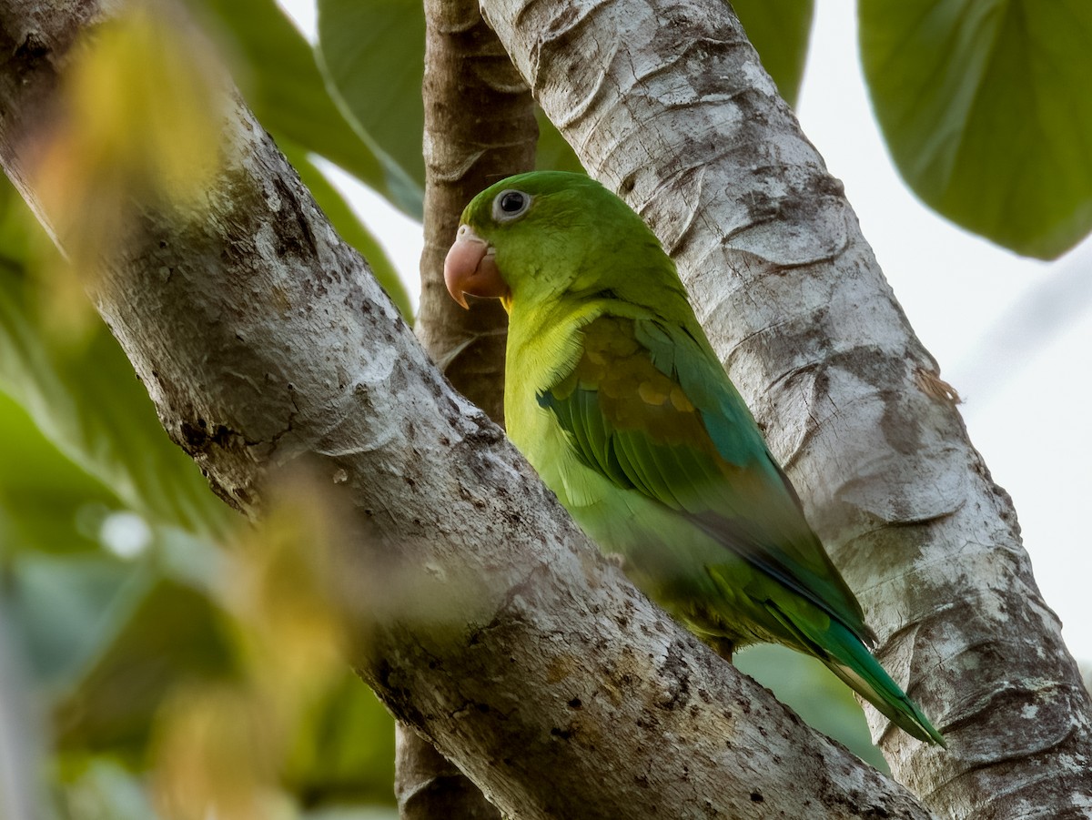 Orange-chinned Parakeet - Imogen Warren