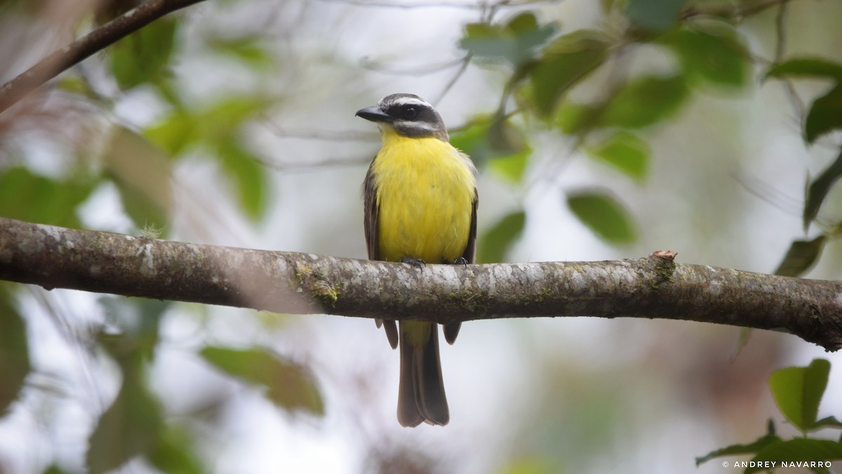 Golden-bellied Flycatcher - ML619606783
