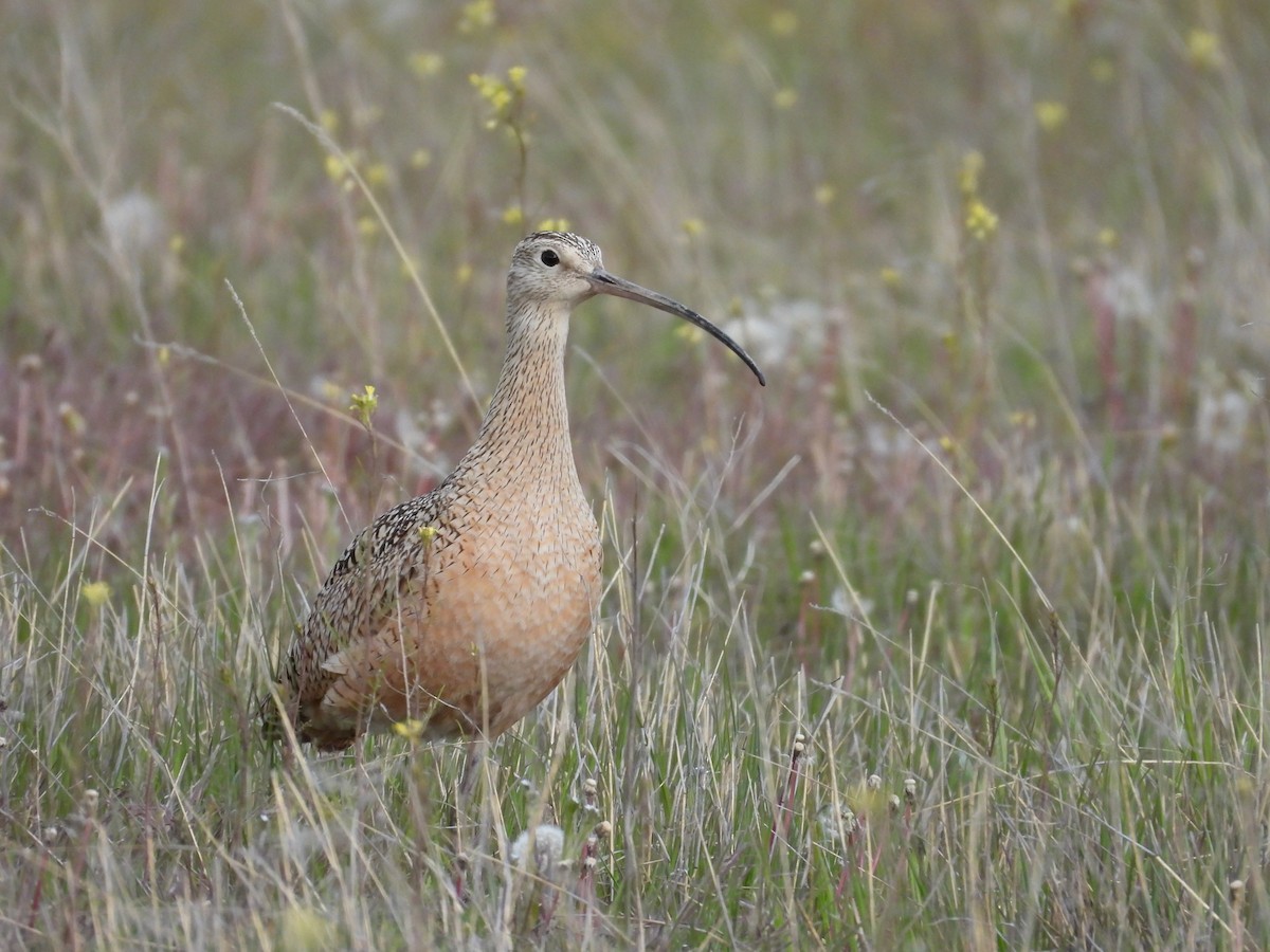 Long-billed Curlew - Tim Forrester