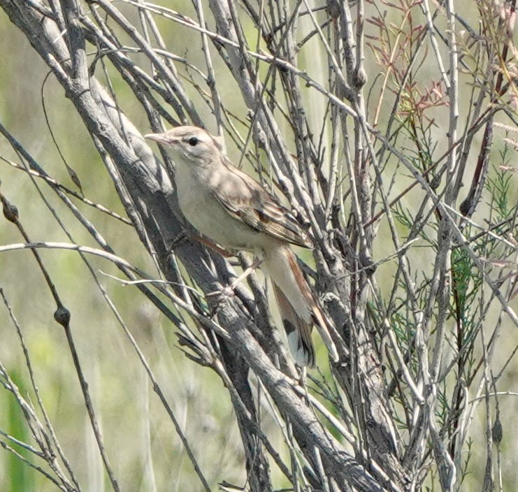 Rufous-tailed Scrub-Robin (Rufous-tailed) - ML619606787