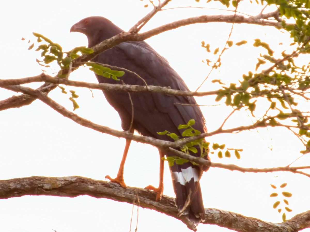 Crane Hawk - ML619606788