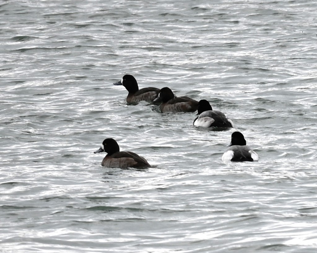 Lesser Scaup - Nicolle and H-Boon Lee