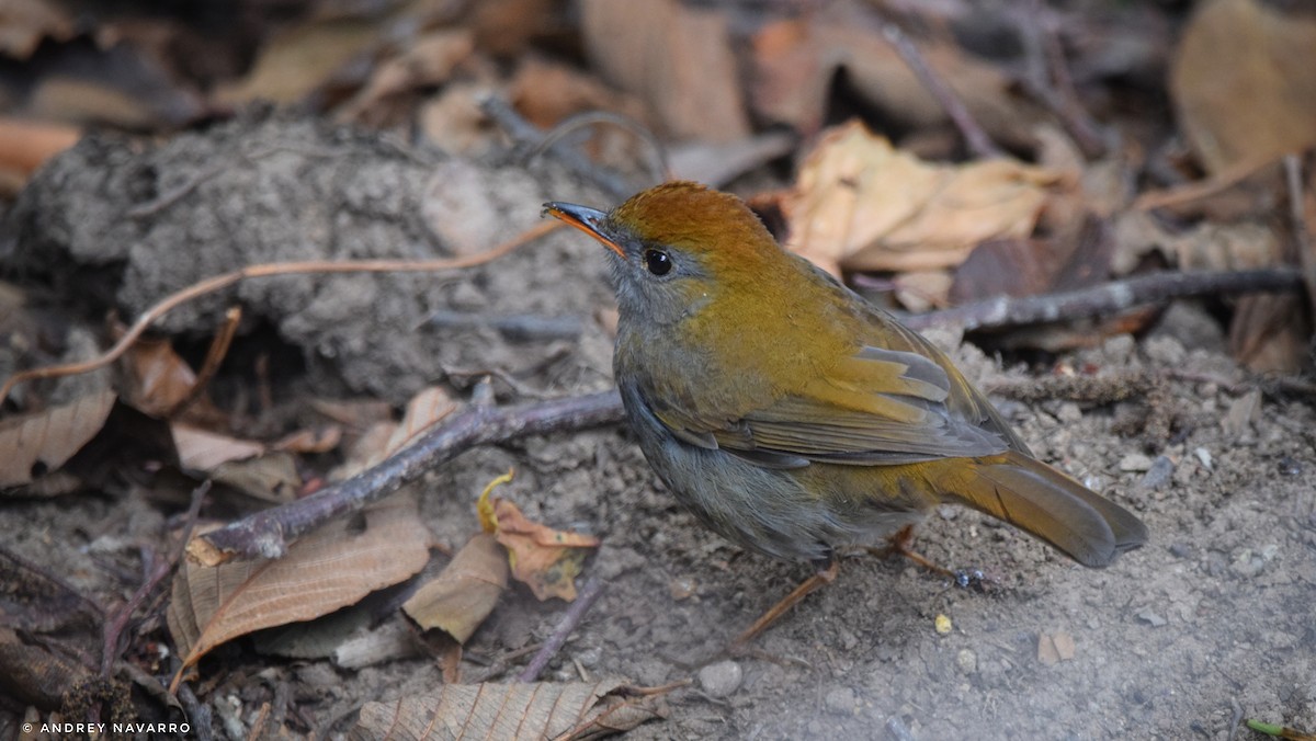 Ruddy-capped Nightingale-Thrush - ML619606790