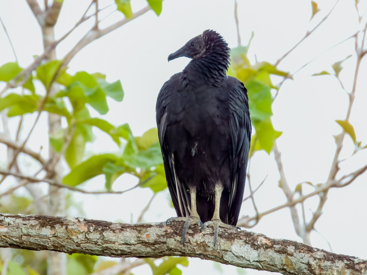 Black Vulture - Imogen Warren