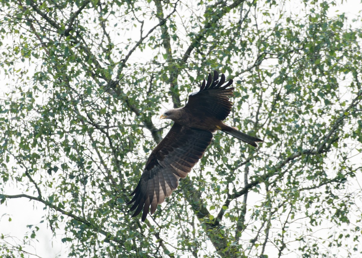 Black Kite - Filipe Leitão