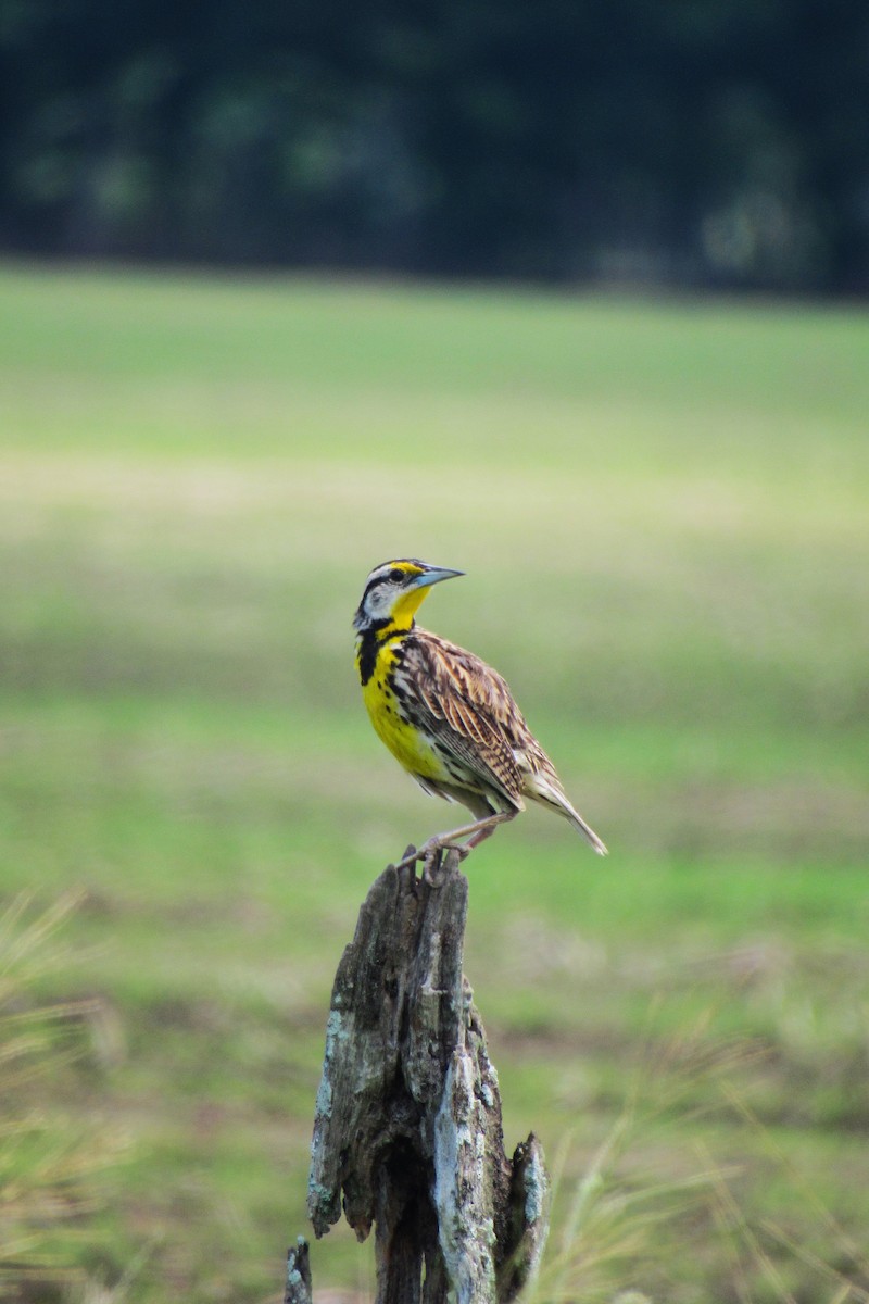 Eastern Meadowlark - Aneth Pérez