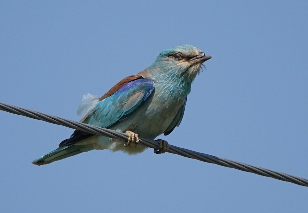 European Roller - Martin Pitt