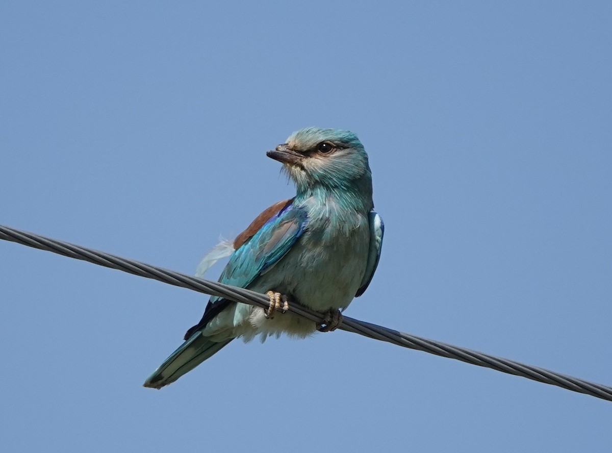 European Roller - Martin Pitt