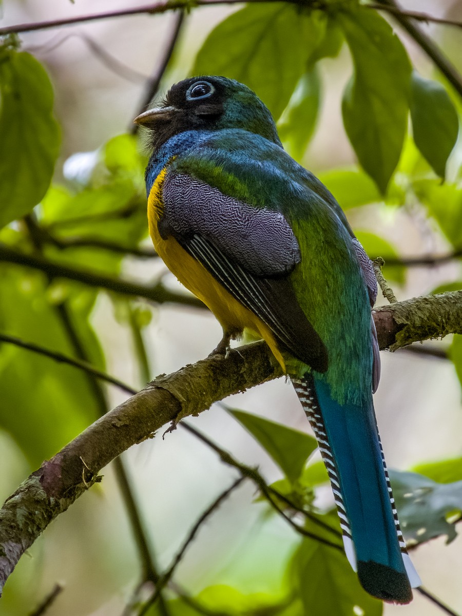 Northern Black-throated Trogon - ML619606804