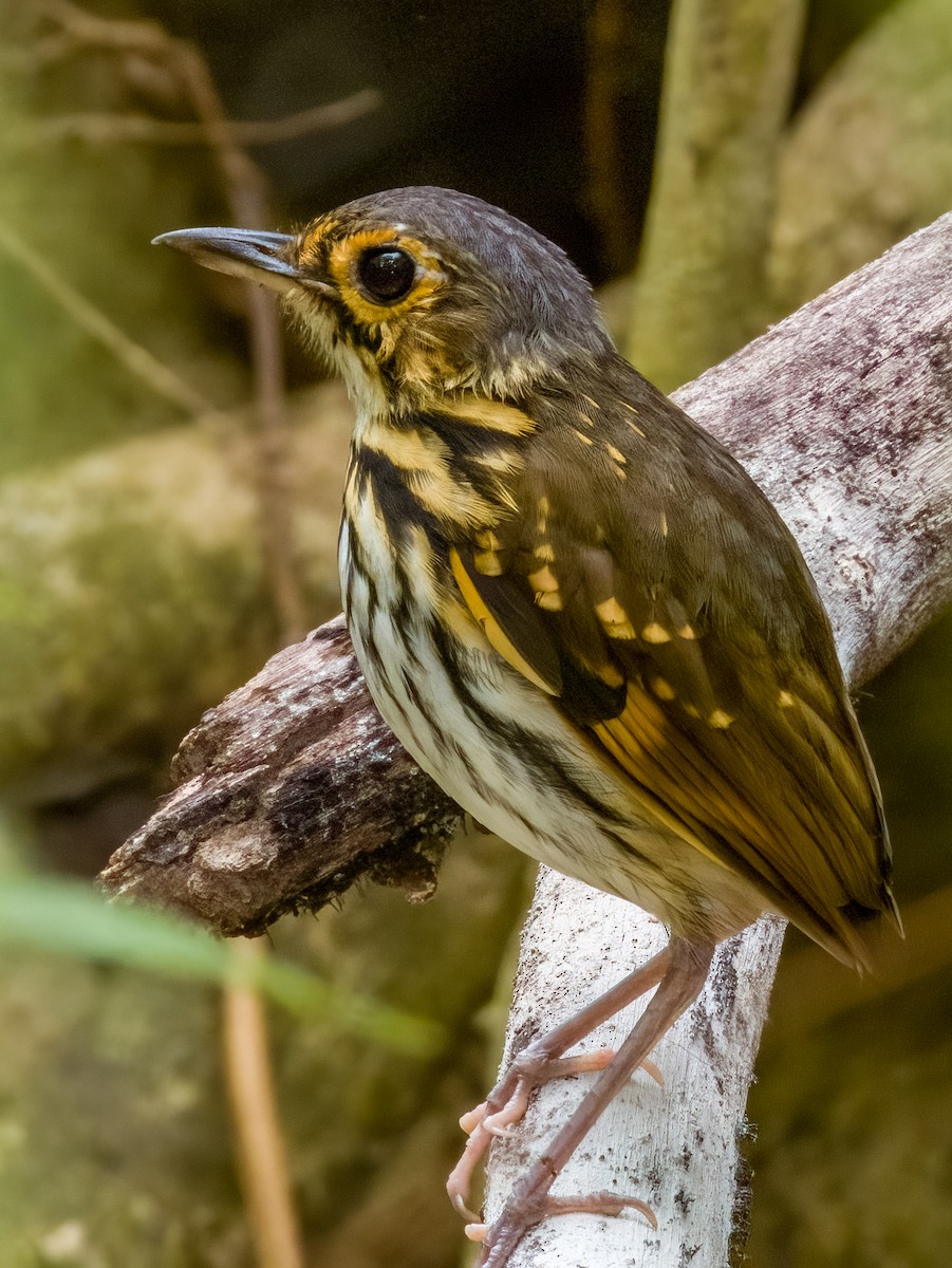 Streak-chested Antpitta - Imogen Warren