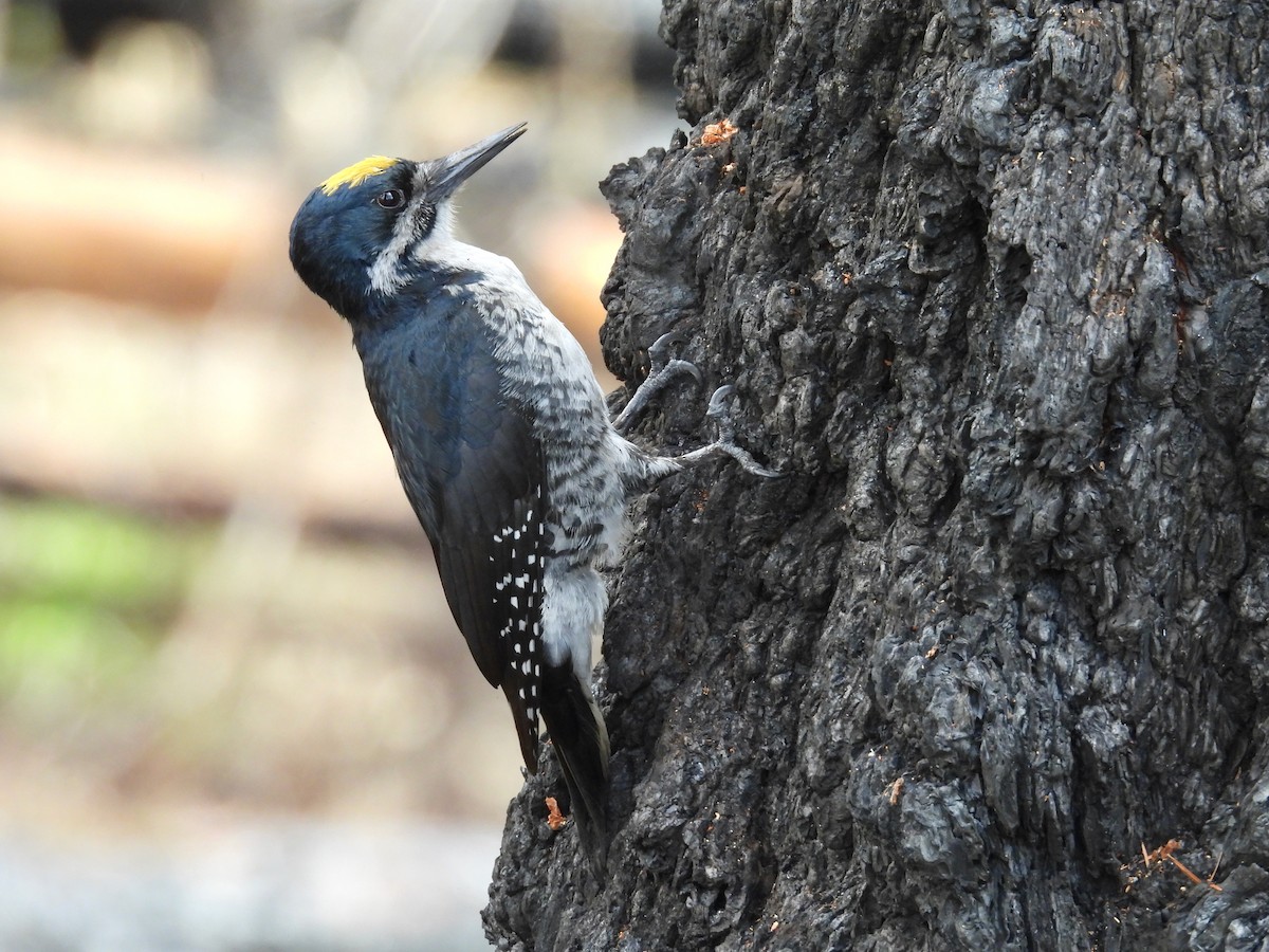 Black-backed Woodpecker - Tim Forrester