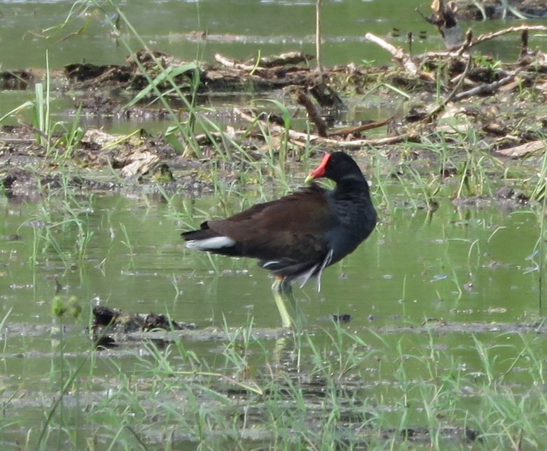 Common Gallinule - Deidre Dawson