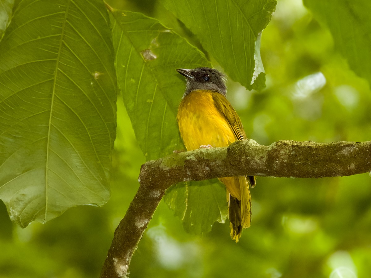 Gray-headed Tanager - ML619606820