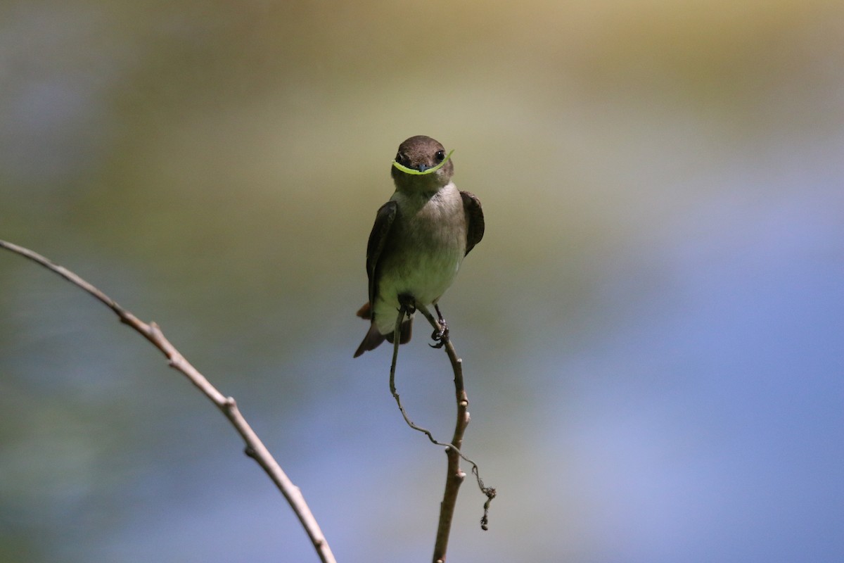 Northern Rough-winged Swallow - Keegan Brown