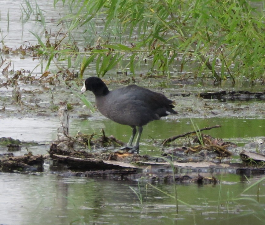 American Coot - Deidre Dawson