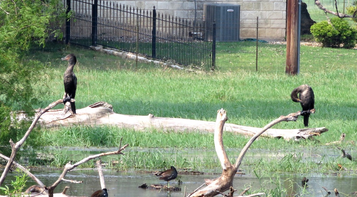 Neotropic Cormorant - Deidre Dawson