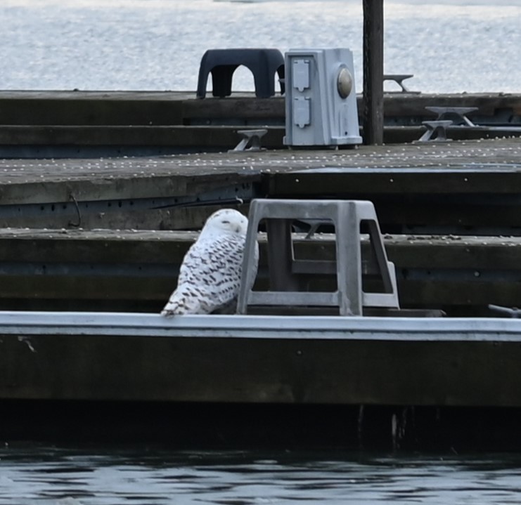 Snowy Owl - Nicolle and H-Boon Lee