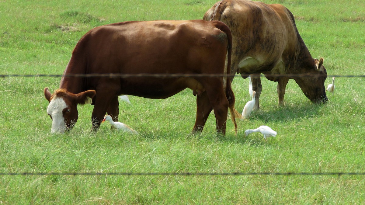 Western Cattle Egret - Deidre Dawson