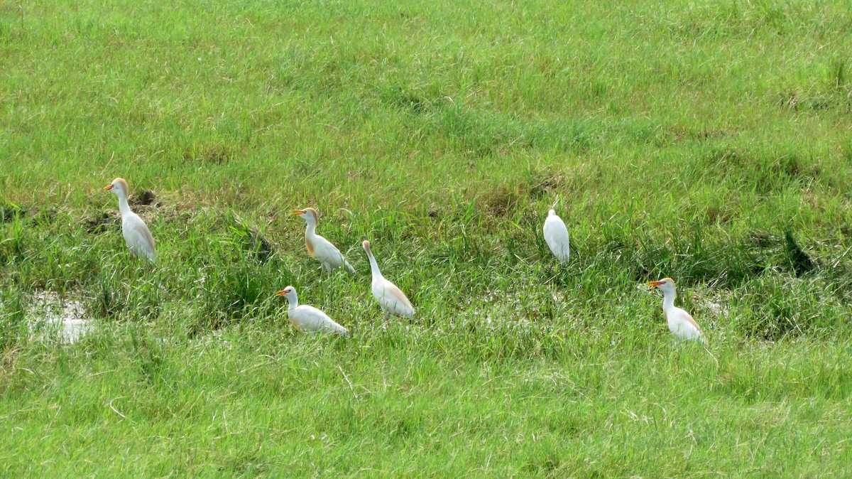 Western Cattle Egret - Deidre Dawson