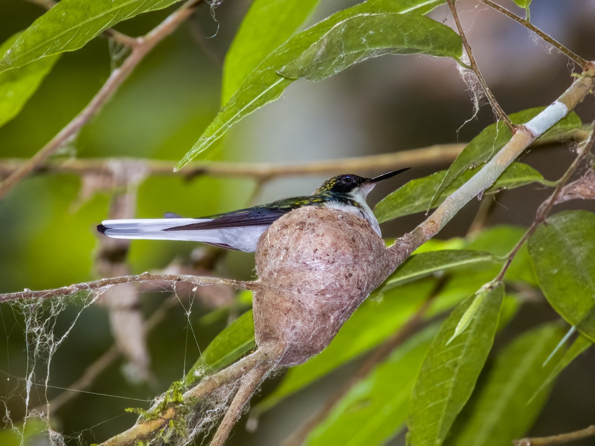 Purple-crowned Fairy - ML619606833