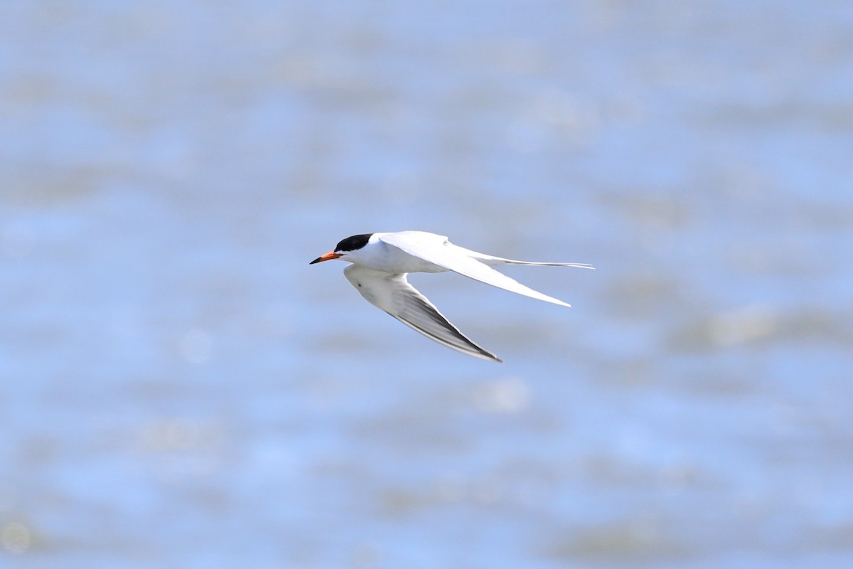 Forster's Tern - Darcy Pinotti