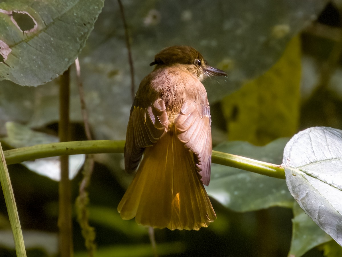 Tropical Royal Flycatcher - Imogen Warren