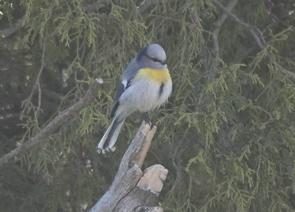 Azure Tit (Yellow-breasted) - Martin Pitt