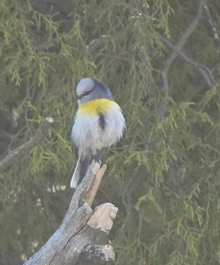 Azure Tit (Yellow-breasted) - Martin Pitt