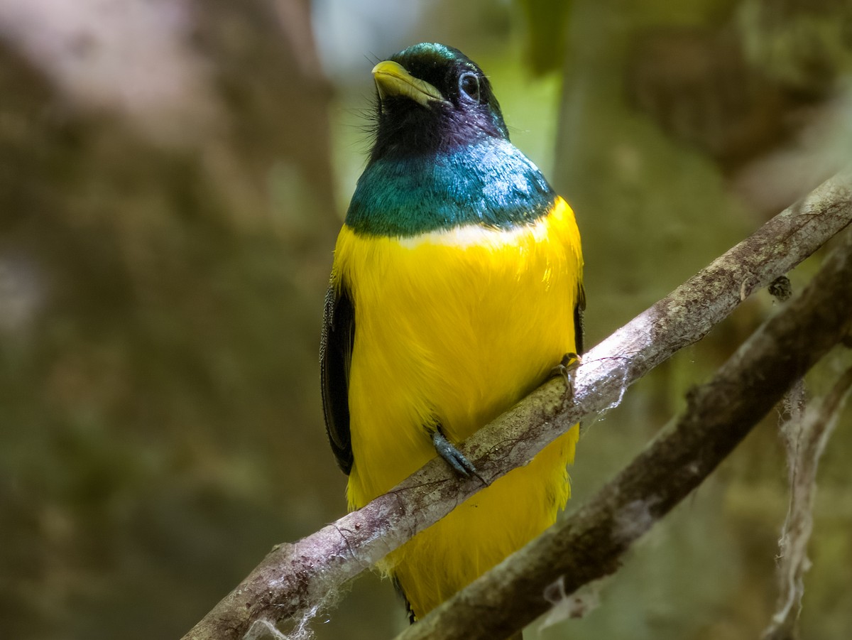 Northern Black-throated Trogon - ML619606860