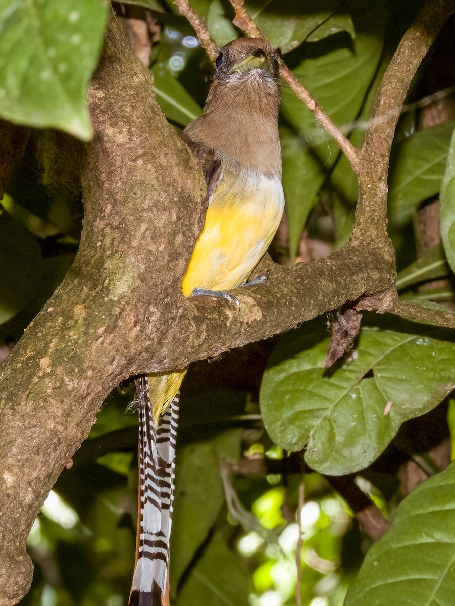 Northern Black-throated Trogon - ML619606861