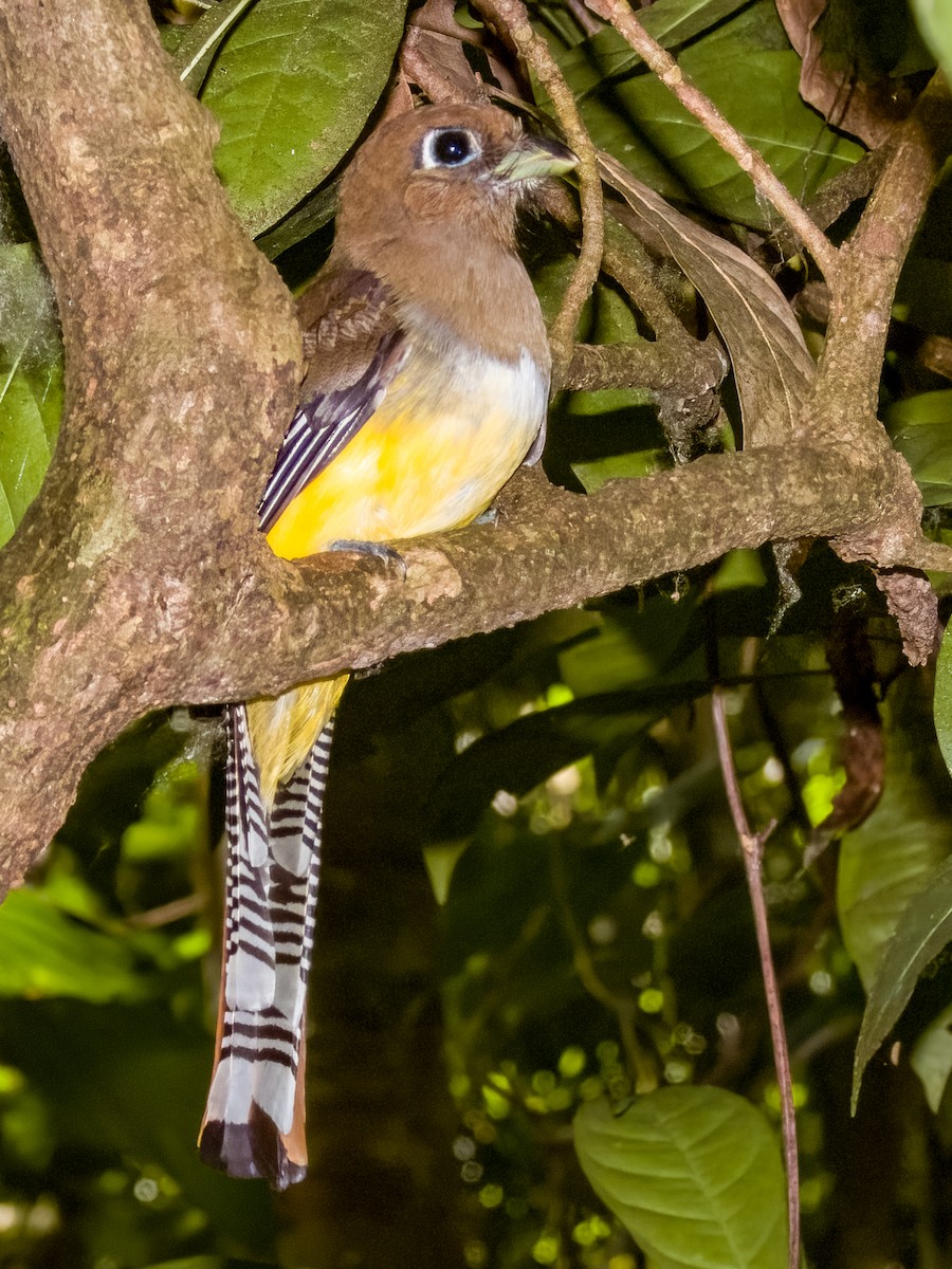 Northern Black-throated Trogon - ML619606865