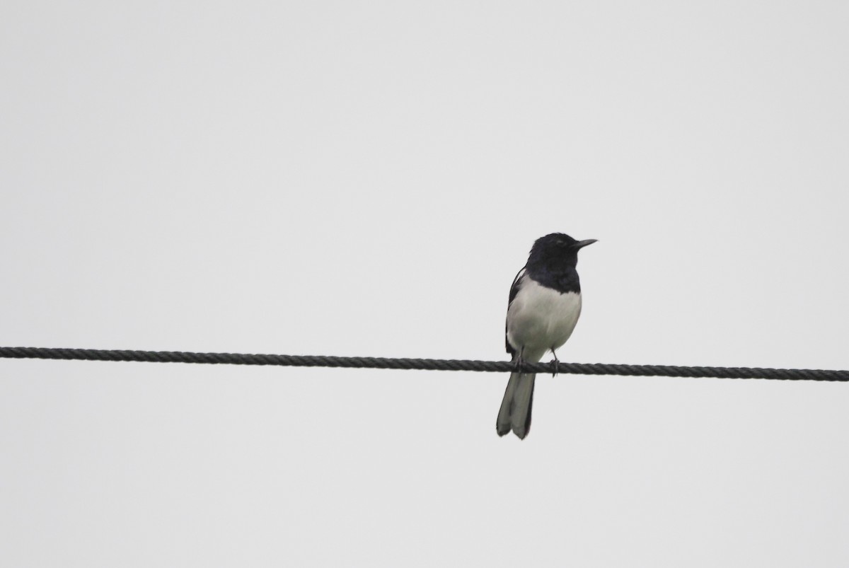 Oriental Magpie-Robin - Tay Zhi Ming