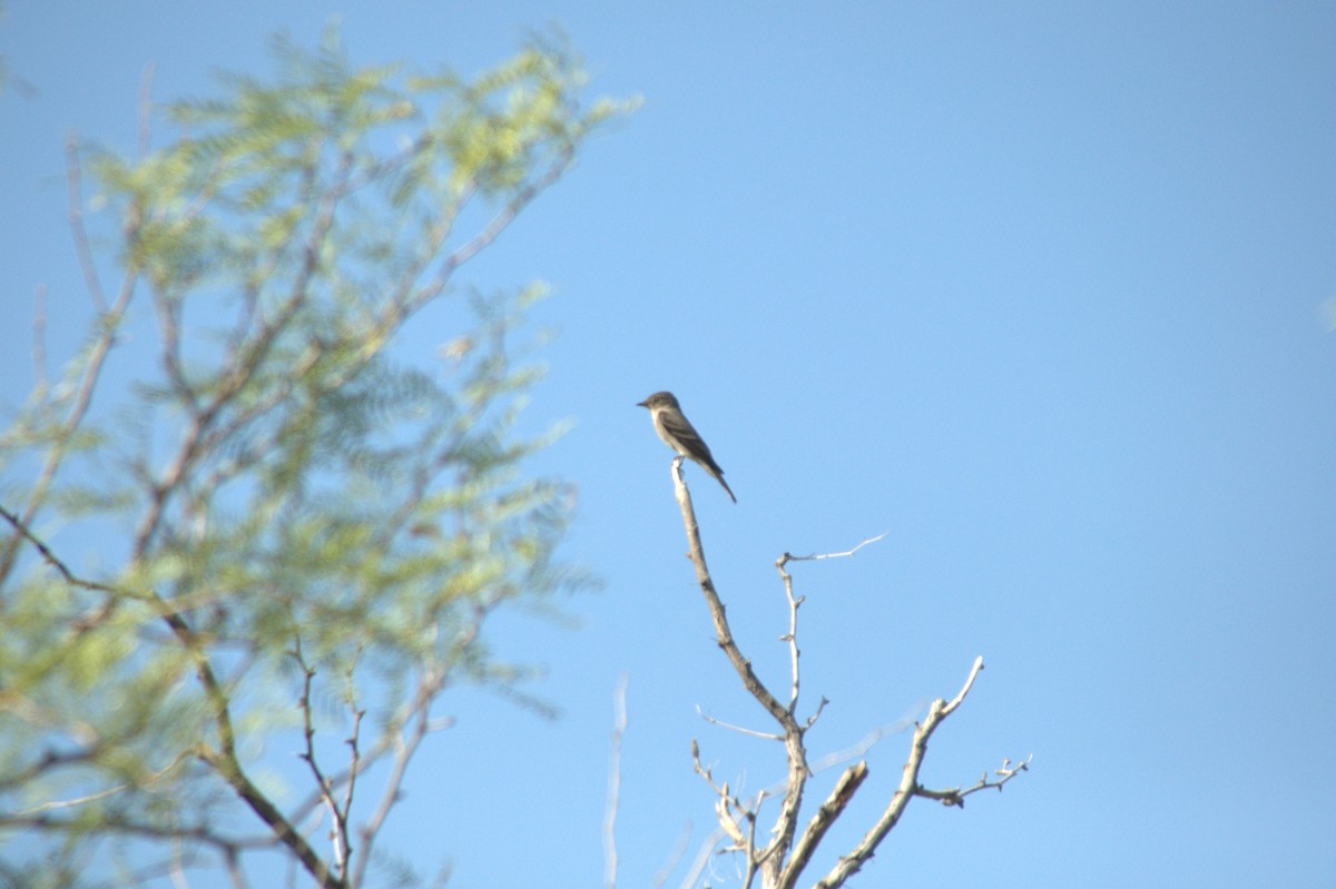 Western Wood-Pewee - Kyle d'Entremont