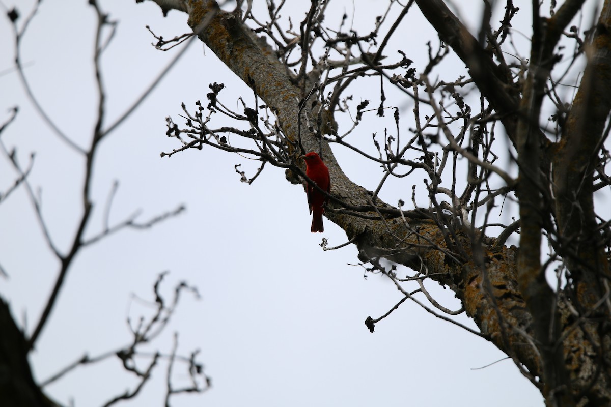 Summer Tanager - ML619606887