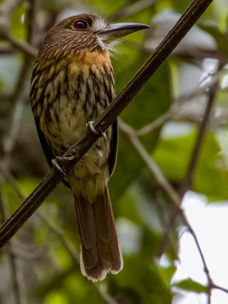 White-whiskered Puffbird - ML619606889