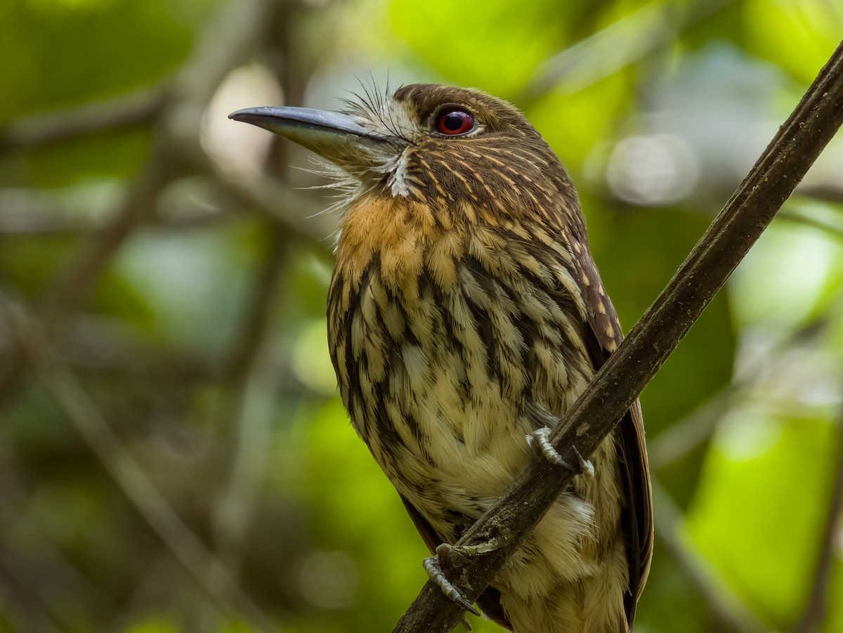 White-whiskered Puffbird - ML619606891