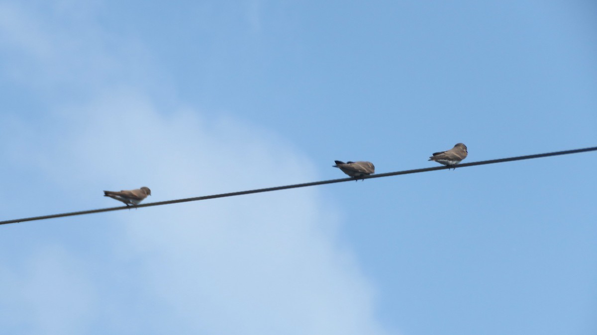 Northern Rough-winged Swallow - Deidre Dawson