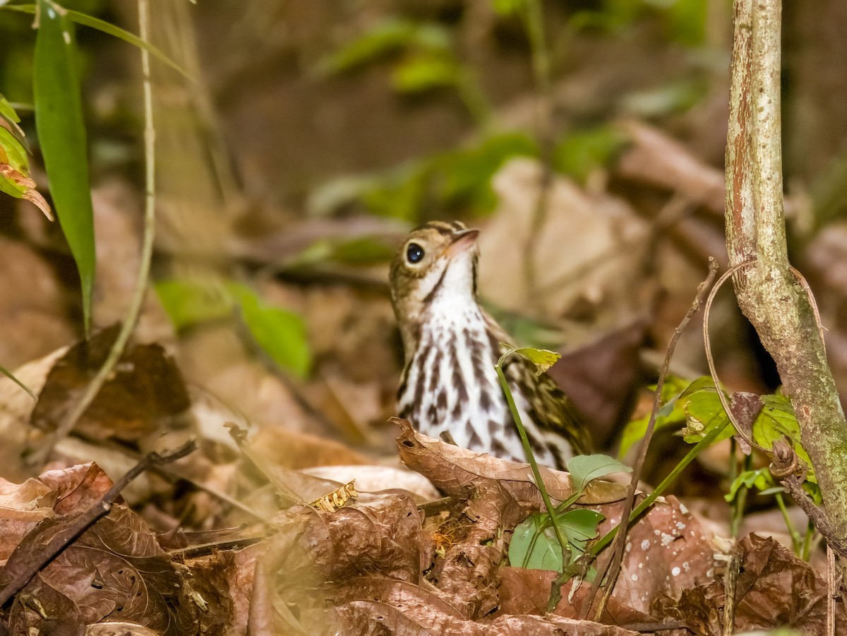 Ovenbird - Imogen Warren