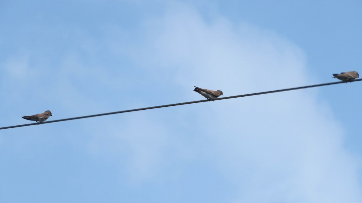 Northern Rough-winged Swallow - Deidre Dawson