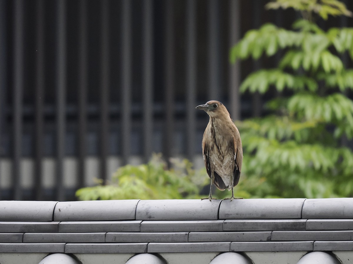 Malayan Night Heron - Tom Chen