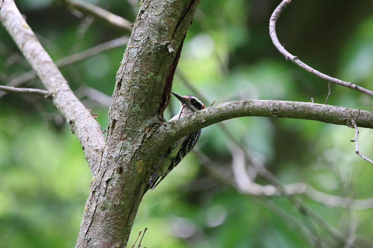 Hairy Woodpecker - ML619606902