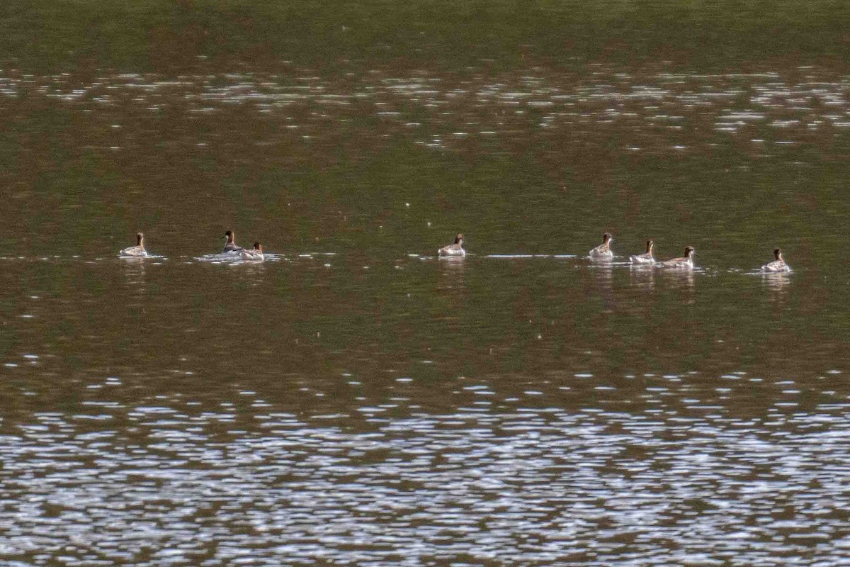 Red-necked Phalarope - patrick broom