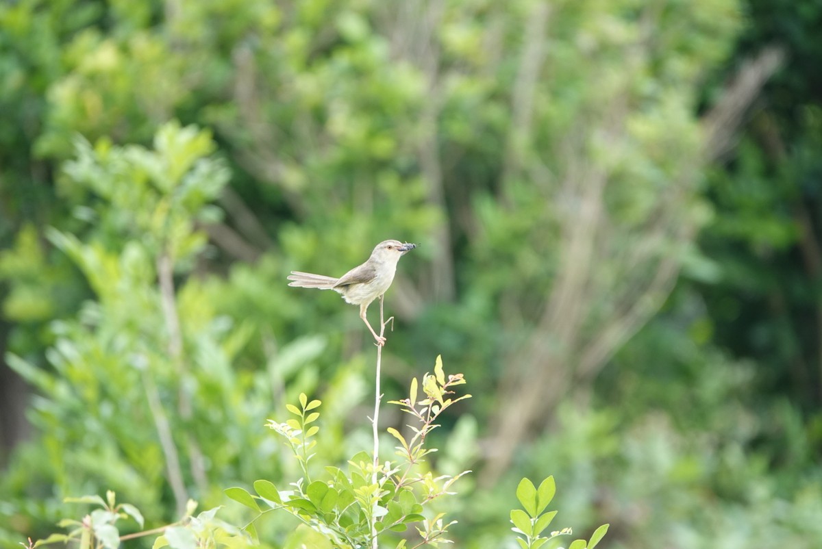 Plain Prinia - hiya lin