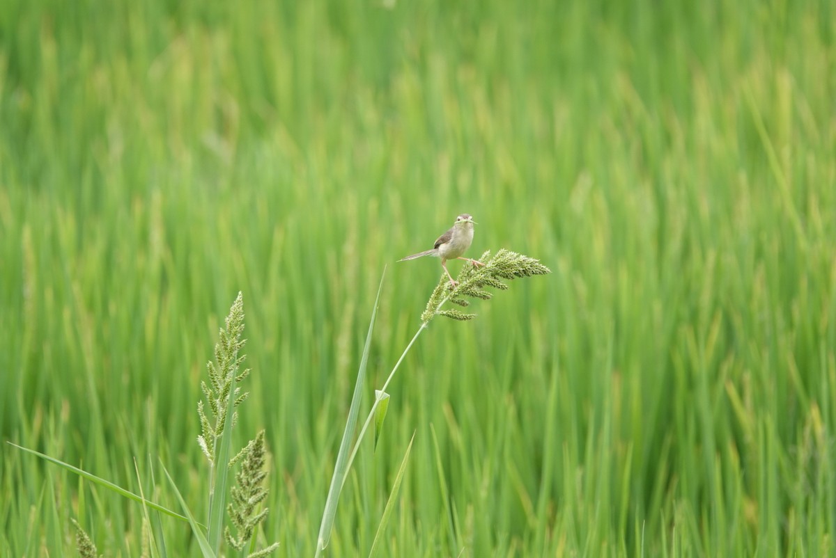 Plain Prinia - ML619606907