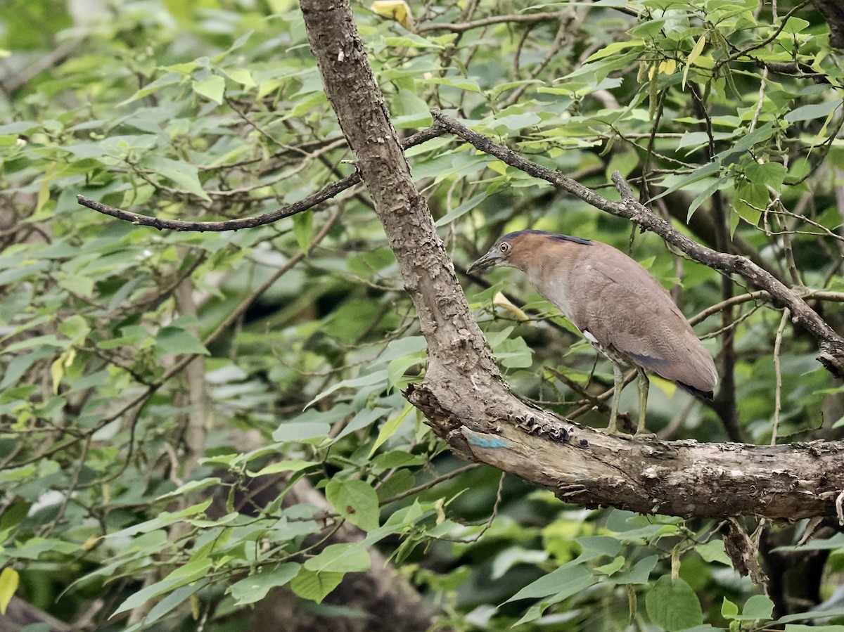 Malayan Night Heron - Tom Chen