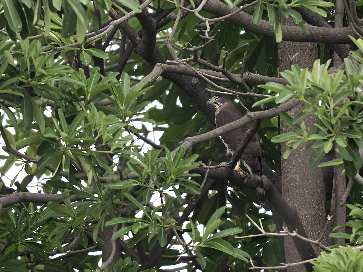 Crested Goshawk - Tom Chen