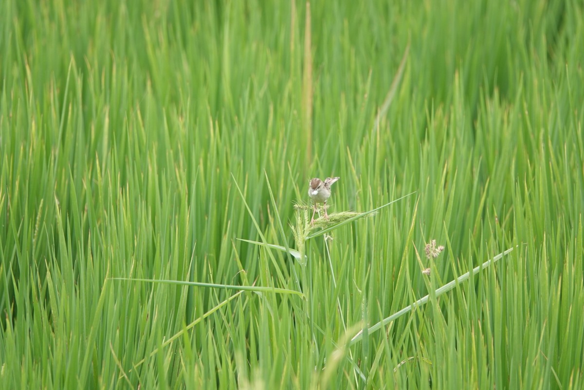 Zitting Cisticola - hiya lin