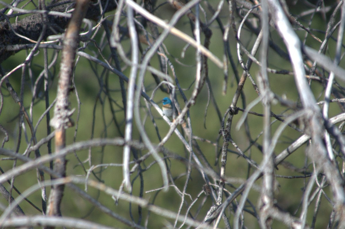 Lazuli Bunting - Kyle d'Entremont